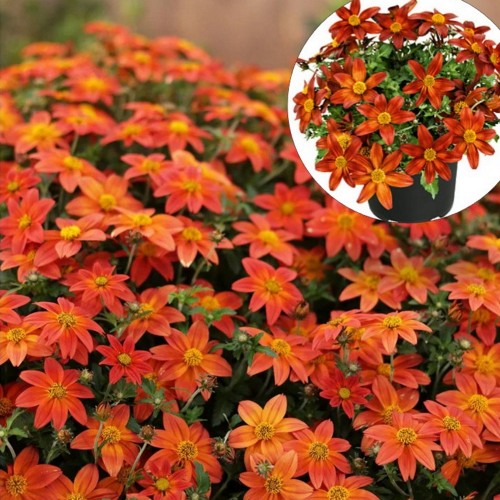 Bidens 'Campfire Firedance' - Ruse 'Campfire Firedance'